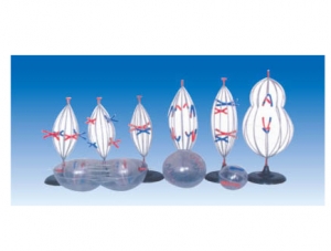 ZM6007 細(xì)胞有絲減數(shù)分裂