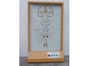 ZM8023 平衡覺傳導(dǎo)電動(dòng)模型