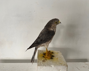 Simulated sparrow hawk